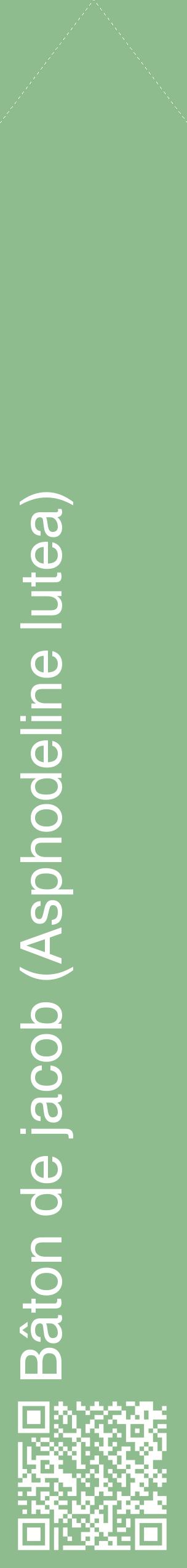 Étiquette de : Asphodeline lutea - format c - style blanche13_simplehel avec qrcode et comestibilité