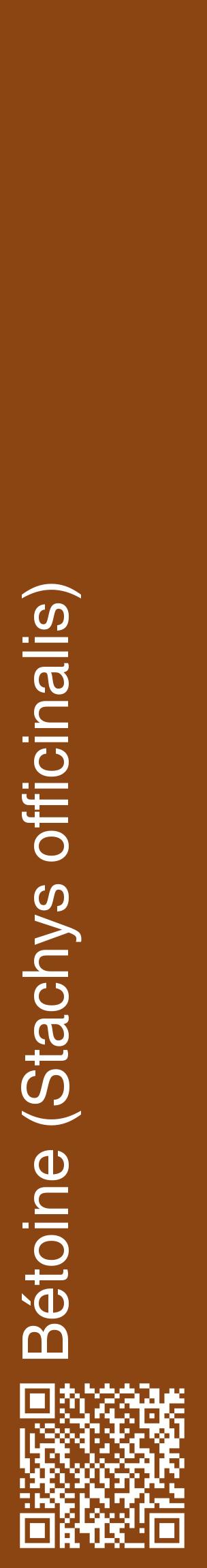 Étiquette de : Stachys officinalis - format c - style blanche30_basiquehel avec qrcode et comestibilité