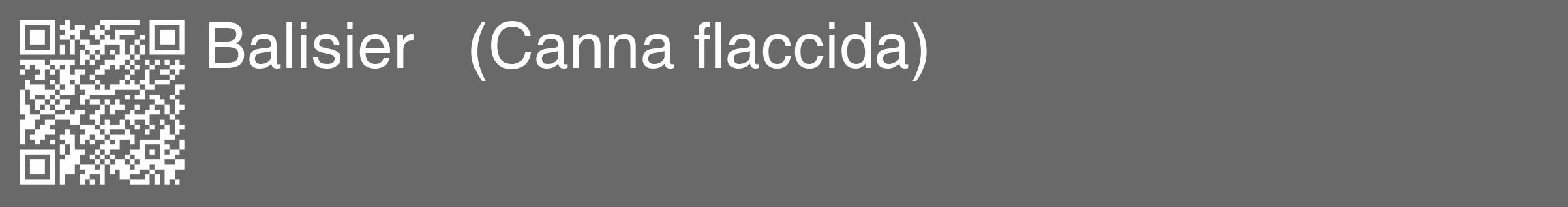 Étiquette de : Canna flaccida - format c - style blanche51_basique_basiquehel avec qrcode et comestibilité