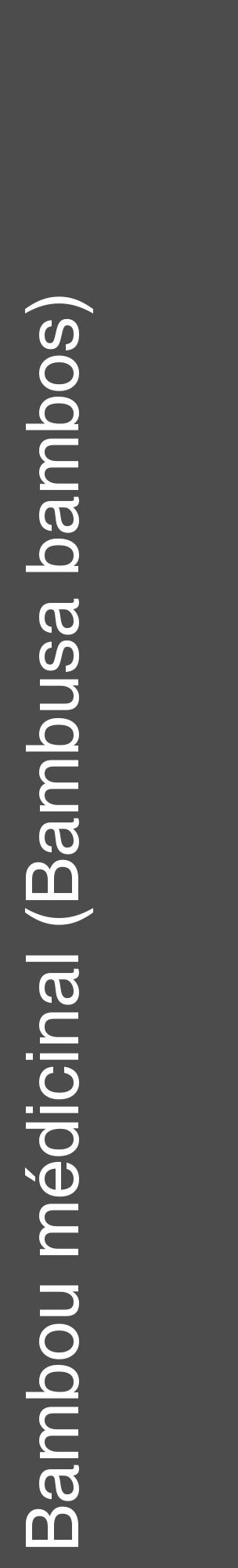 Étiquette de : Bambusa bambos - format c - style blanche27_basique_basiquehel avec comestibilité - position verticale