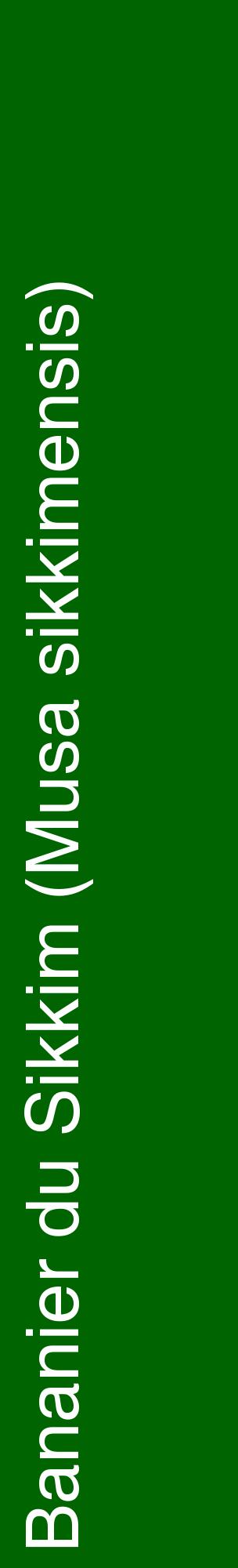 Étiquette de : Musa sikkimensis - format c - style blanche8_basiquehel avec comestibilité