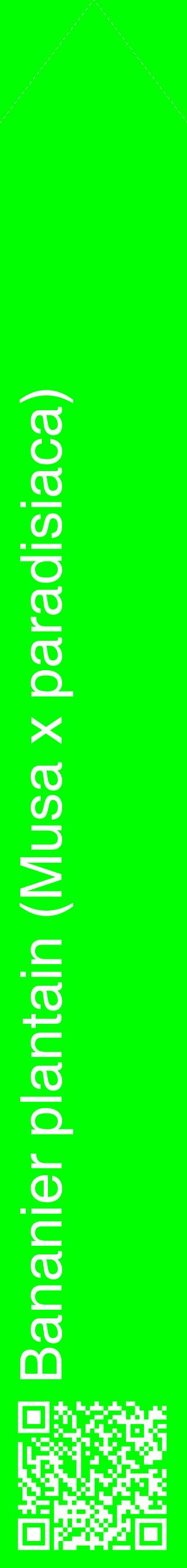 Étiquette de : Musa x paradisiaca - format c - style blanche16_simplehel avec qrcode et comestibilité
