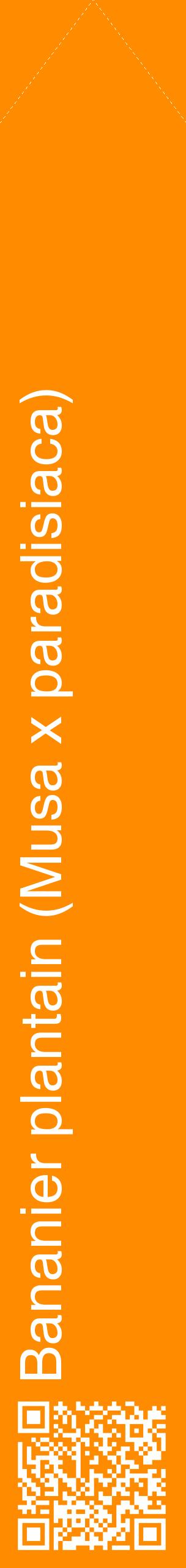 Étiquette de : Musa x paradisiaca - format c - style blanche23_simplehel avec qrcode et comestibilité