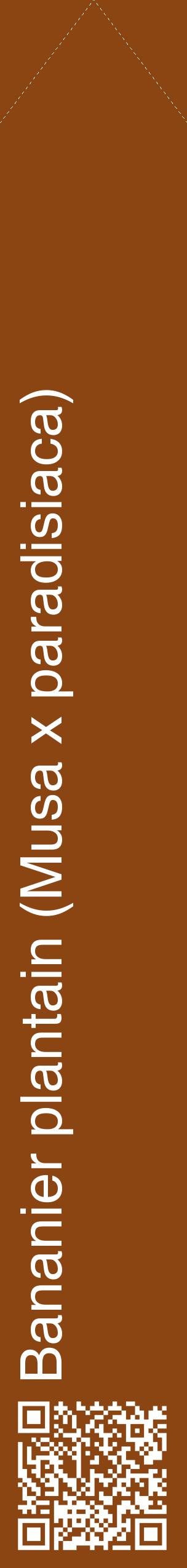 Étiquette de : Musa x paradisiaca - format c - style blanche30_simplehel avec qrcode et comestibilité