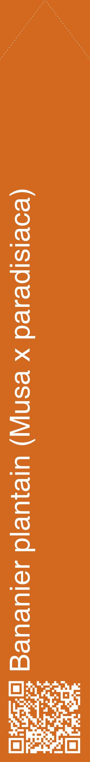 Étiquette de : Musa x paradisiaca - format c - style blanche31_simplehel avec qrcode et comestibilité