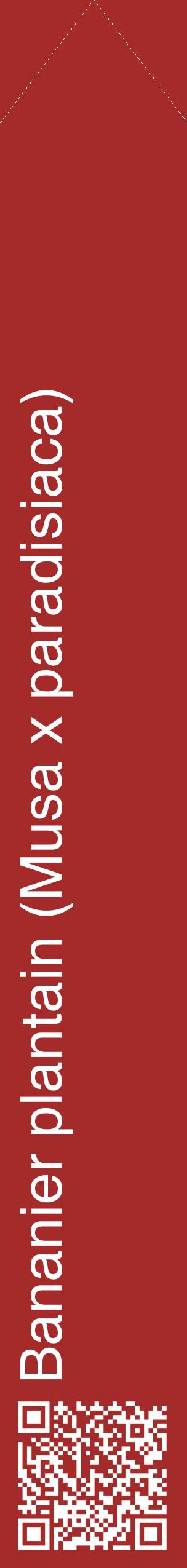 Étiquette de : Musa x paradisiaca - format c - style blanche33_simplehel avec qrcode et comestibilité