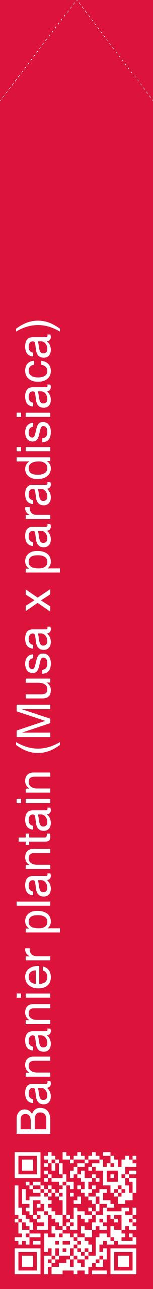 Étiquette de : Musa x paradisiaca - format c - style blanche36_simplehel avec qrcode et comestibilité