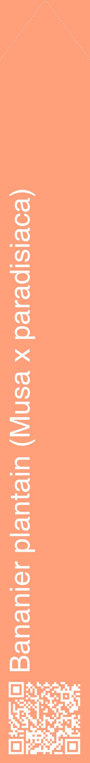 Étiquette de : Musa x paradisiaca - format c - style blanche39_simplehel avec qrcode et comestibilité
