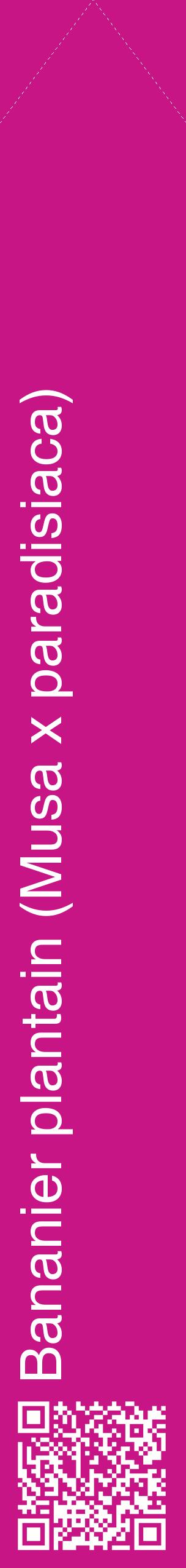 Étiquette de : Musa x paradisiaca - format c - style blanche45_simplehel avec qrcode et comestibilité