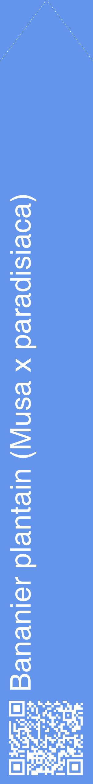 Étiquette de : Musa x paradisiaca - format c - style blanche4_simplehel avec qrcode et comestibilité