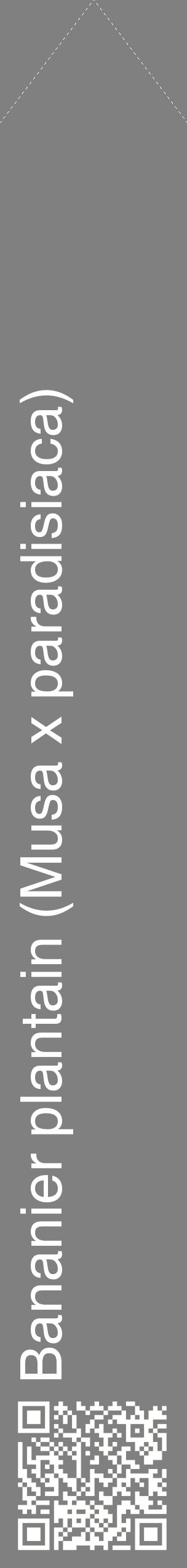 Étiquette de : Musa x paradisiaca - format c - style blanche57_simplehel avec qrcode et comestibilité