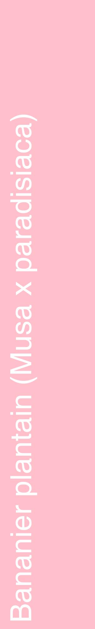 Étiquette de : Musa x paradisiaca - format c - style blanche40_basiquehel avec comestibilité