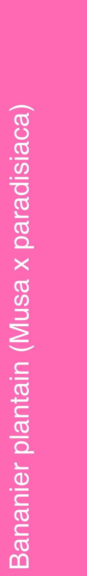 Étiquette de : Musa x paradisiaca - format c - style blanche42_basiquehel avec comestibilité