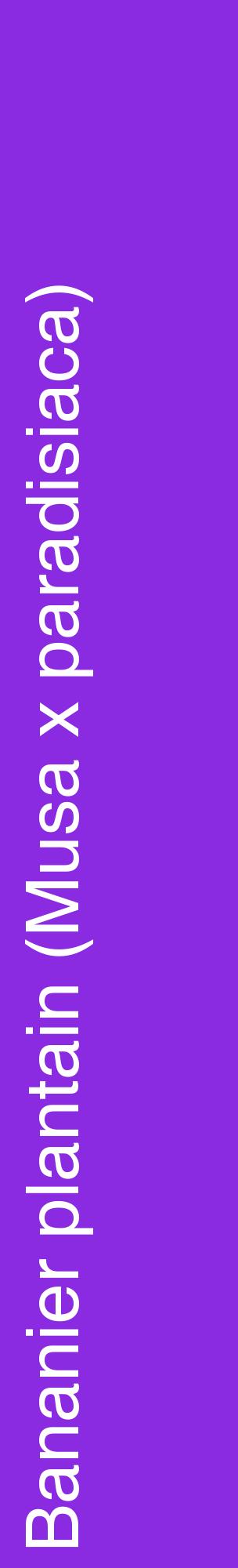Étiquette de : Musa x paradisiaca - format c - style blanche49_basiquehel avec comestibilité