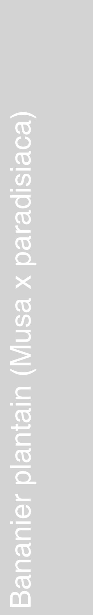 Étiquette de : Musa x paradisiaca - format c - style blanche56_basiquehel avec comestibilité