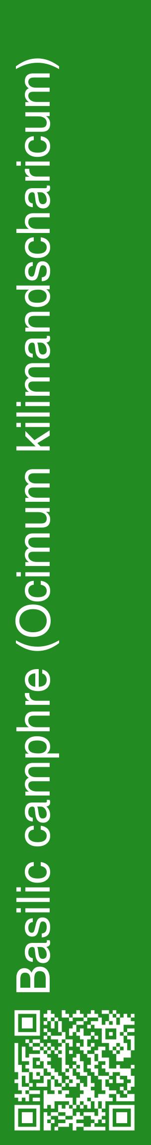 Étiquette de : Ocimum kilimandscharicum - format c - style blanche10_basiquehel avec qrcode et comestibilité