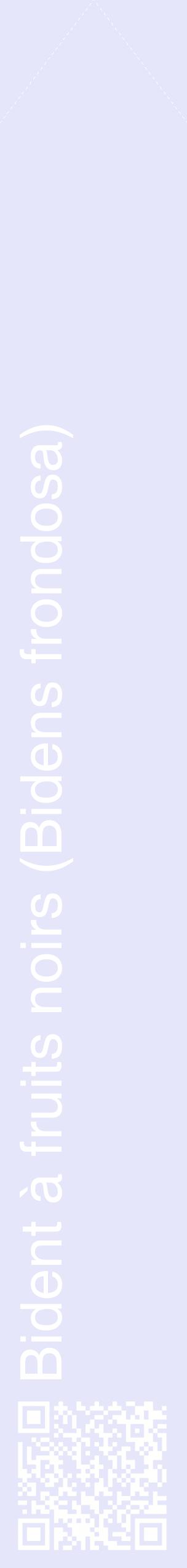 Étiquette de : Bidens frondosa - format c - style blanche55_simplehel avec qrcode et comestibilité