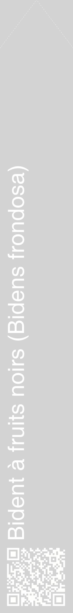 Étiquette de : Bidens frondosa - format c - style blanche56_simplehel avec qrcode et comestibilité
