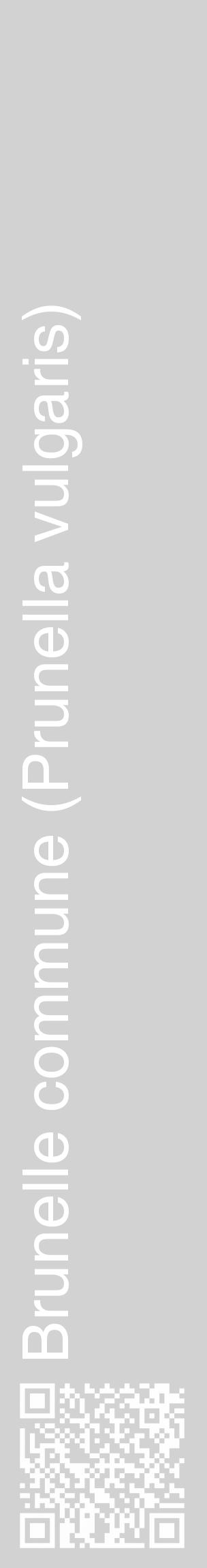 Étiquette de : Prunella vulgaris - format c - style blanche14_basique_basiquehel avec qrcode et comestibilité - position verticale