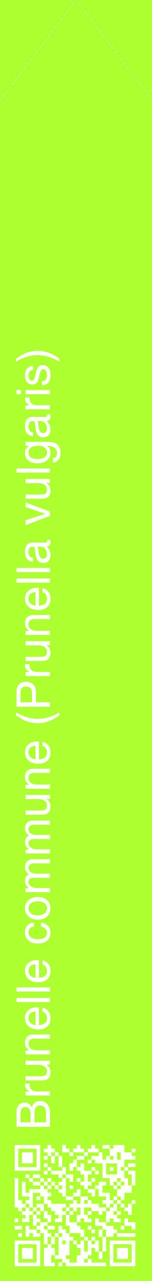 Étiquette de : Prunella vulgaris - format c - style blanche17_simplehel avec qrcode et comestibilité