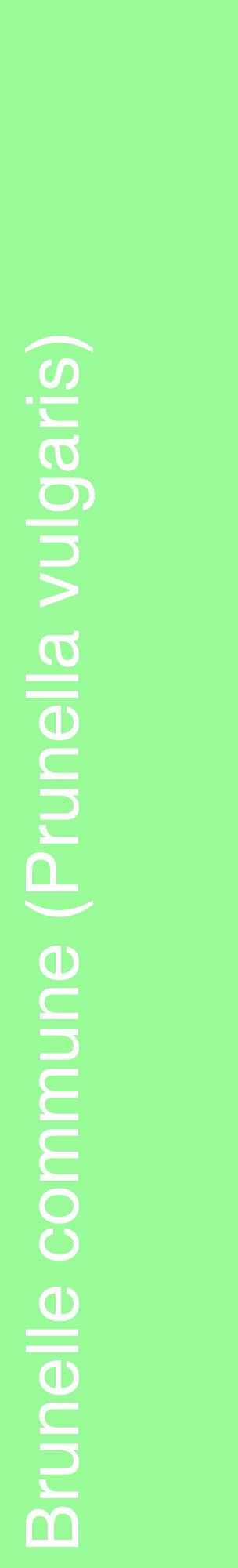 Étiquette de : Prunella vulgaris - format c - style blanche14_basiquehel avec comestibilité