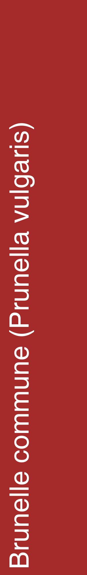 Étiquette de : Prunella vulgaris - format c - style blanche33_basiquehel avec comestibilité