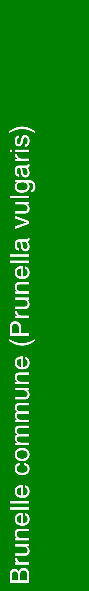Étiquette de : Prunella vulgaris - format c - style blanche9_basiquehel avec comestibilité