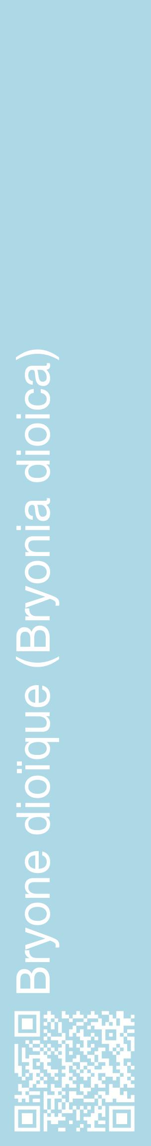 Étiquette de : Bryonia dioica - format c - style blanche0_basiquehel avec qrcode et comestibilité