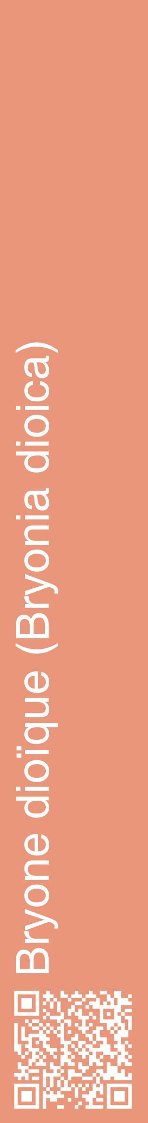 Étiquette de : Bryonia dioica - format c - style blanche37_basiquehel avec qrcode et comestibilité