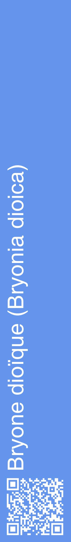 Étiquette de : Bryonia dioica - format c - style blanche4_basiquehel avec qrcode et comestibilité