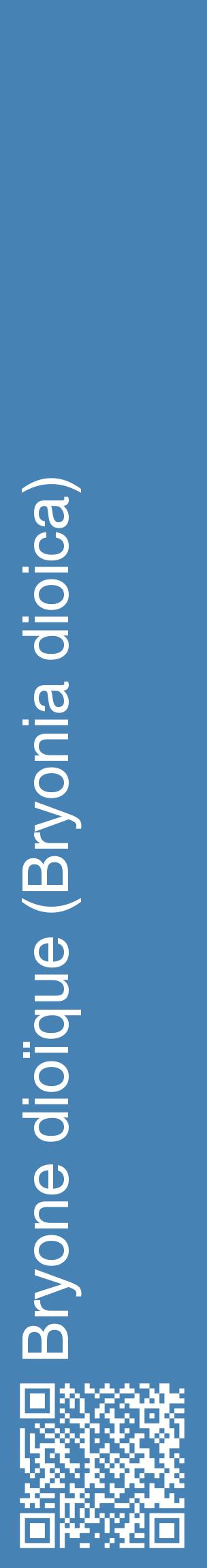 Étiquette de : Bryonia dioica - format c - style blanche5_basiquehel avec qrcode et comestibilité