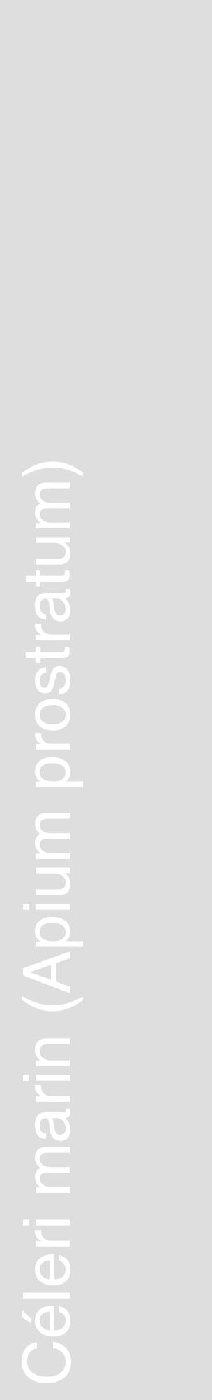 Étiquette de : Apium prostratum - format c - style blanche20_basique_basiquehel avec comestibilité - position verticale