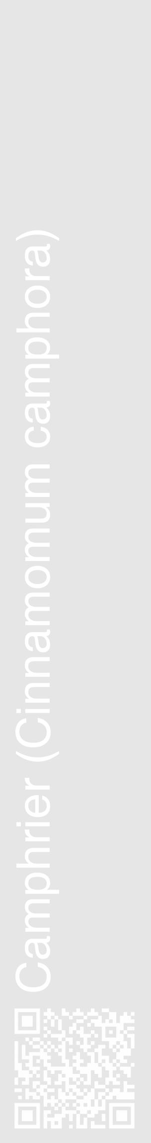 Étiquette de : Cinnamomum camphora - format c - style blanche18_basique_basiquehel avec qrcode et comestibilité - position verticale