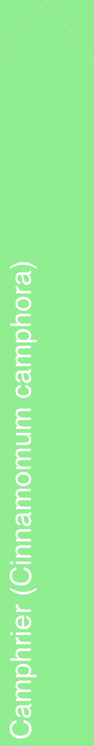 Étiquette de : Cinnamomum camphora - format c - style blanche15_simplehel avec comestibilité