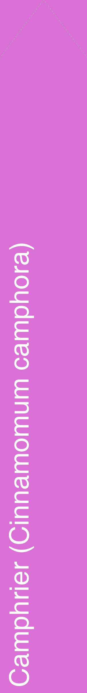 Étiquette de : Cinnamomum camphora - format c - style blanche52_simplehel avec comestibilité