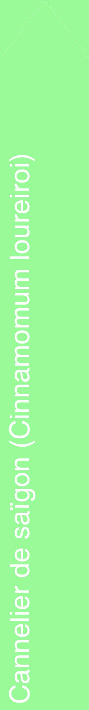 Étiquette de : Cinnamomum loureiroi - format c - style blanche14_simplehel avec comestibilité