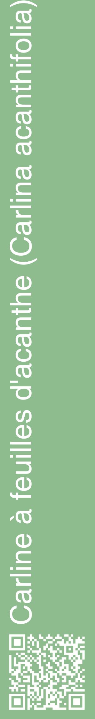 Étiquette de : Carlina acanthifolia - format c - style blanche13_basiquehel avec qrcode et comestibilité