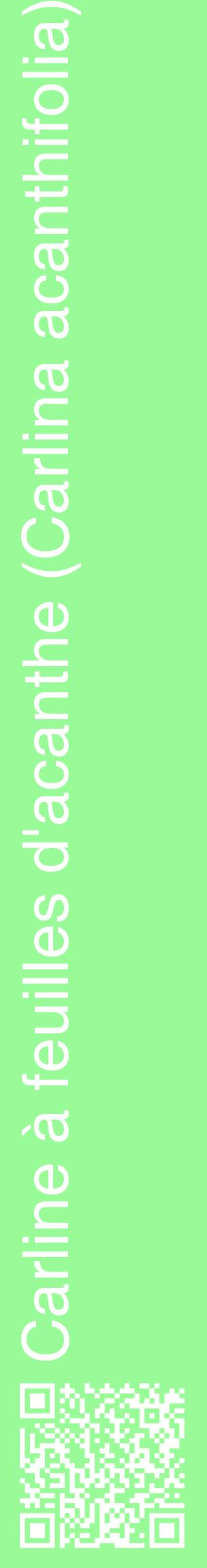 Étiquette de : Carlina acanthifolia - format c - style blanche14_basiquehel avec qrcode et comestibilité
