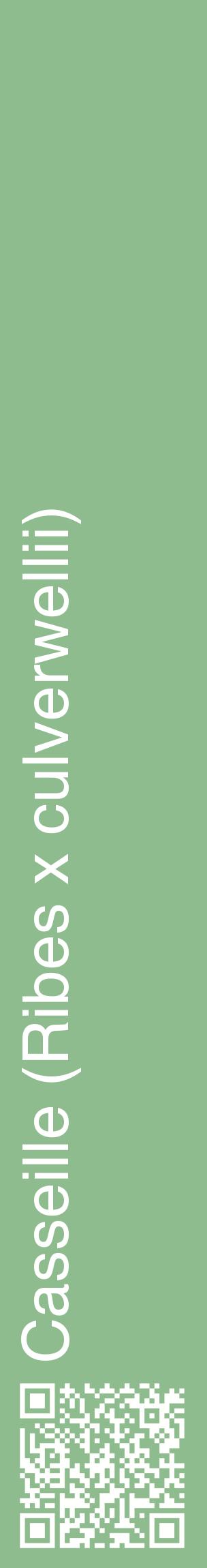Étiquette de : Ribes x culverwellii - format c - style blanche13_basiquehel avec qrcode et comestibilité