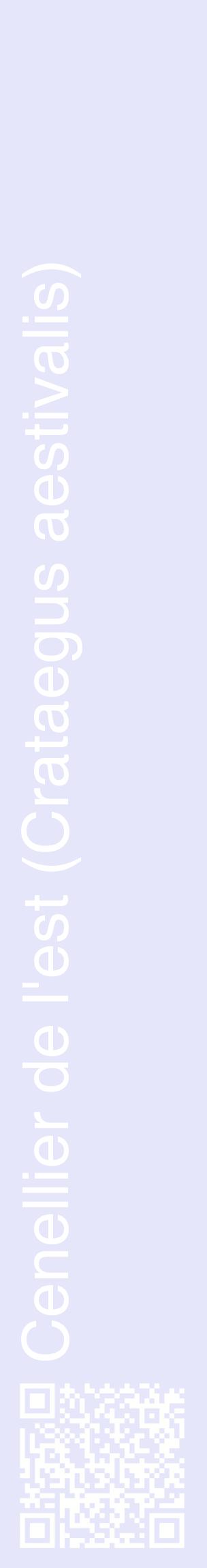 Étiquette de : Crataegus aestivalis - format c - style blanche55_basiquehel avec qrcode et comestibilité