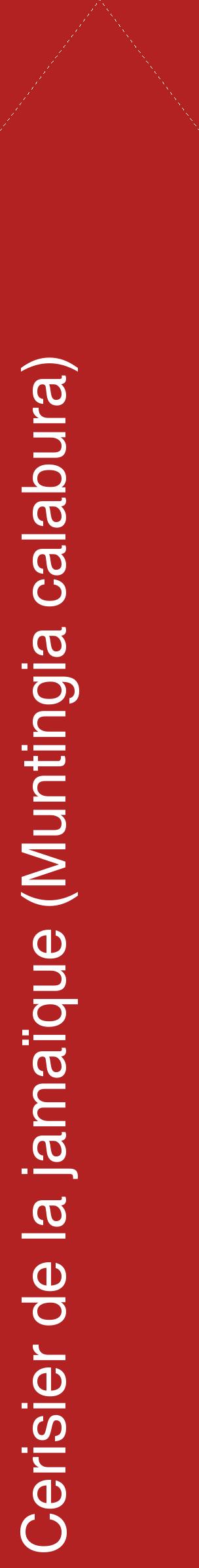 Étiquette de : Muntingia calabura - format c - style blanche28_simplehel avec comestibilité