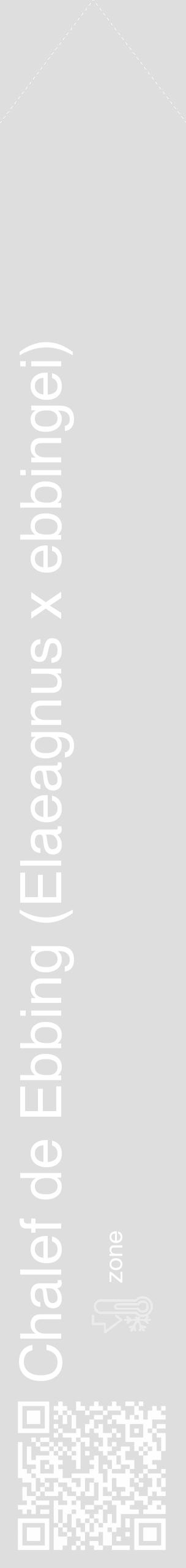 Étiquette de : Elaeagnus x ebbingei - format c - style blanche20_simple_simplehel avec qrcode et comestibilité - position verticale