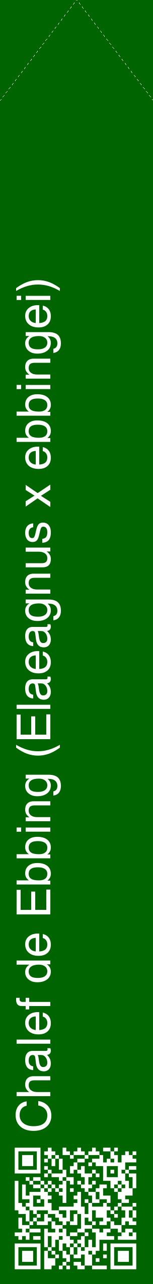 Étiquette de : Elaeagnus x ebbingei - format c - style blanche8_simplehel avec qrcode et comestibilité