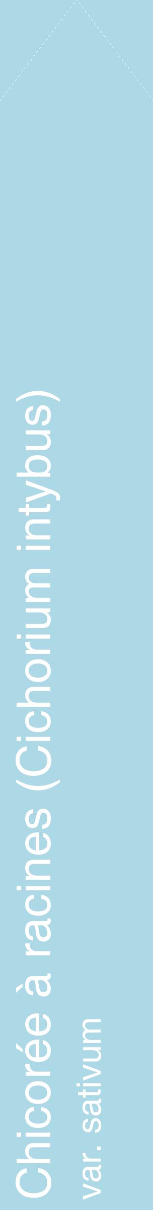 Étiquette de : Cichorium intybus var. sativum - format c - style blanche0_simplehel avec comestibilité
