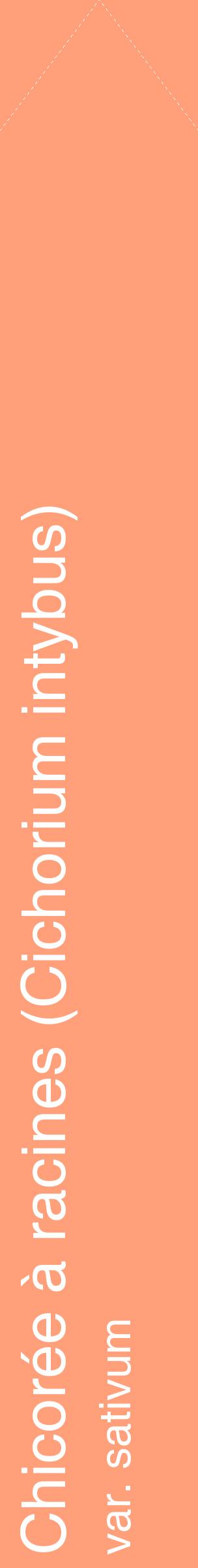 Étiquette de : Cichorium intybus var. sativum - format c - style blanche39_simplehel avec comestibilité