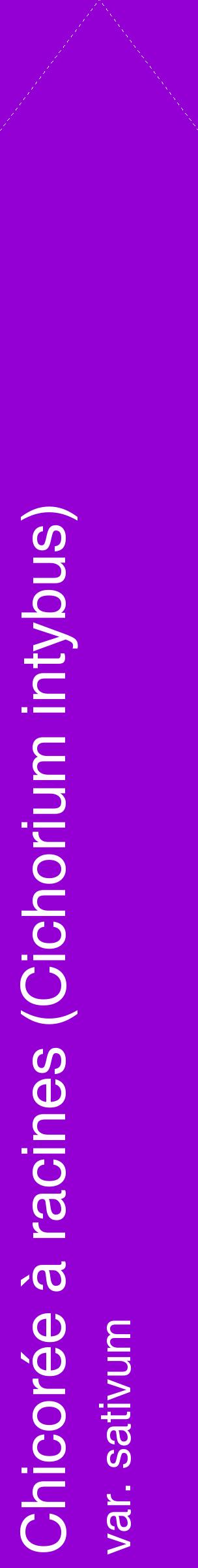 Étiquette de : Cichorium intybus var. sativum - format c - style blanche48_simplehel avec comestibilité