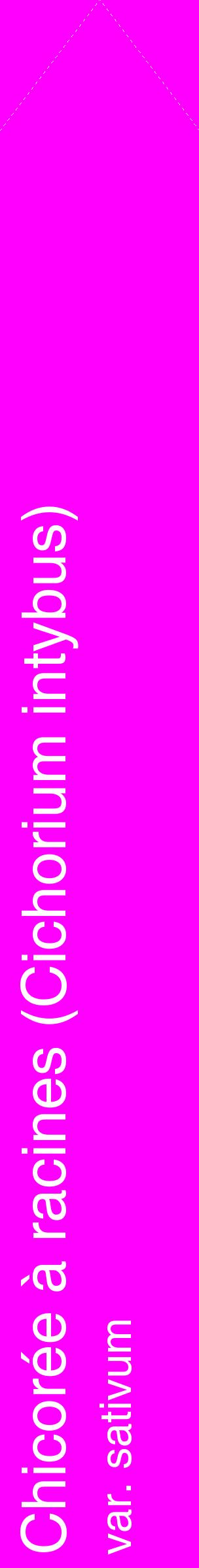 Étiquette de : Cichorium intybus var. sativum - format c - style blanche51_simplehel avec comestibilité