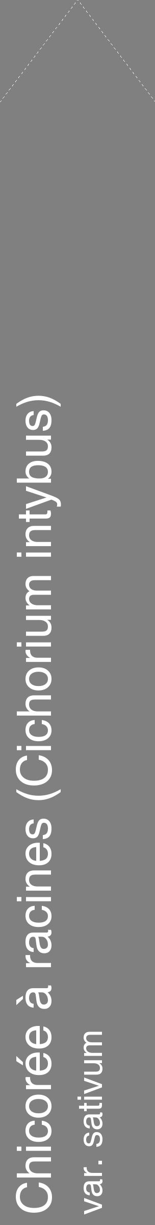 Étiquette de : Cichorium intybus var. sativum - format c - style blanche57_simplehel avec comestibilité