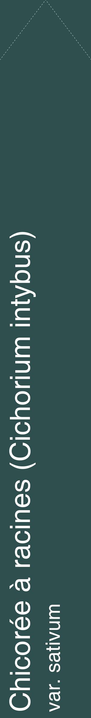 Étiquette de : Cichorium intybus var. sativum - format c - style blanche58_simplehel avec comestibilité