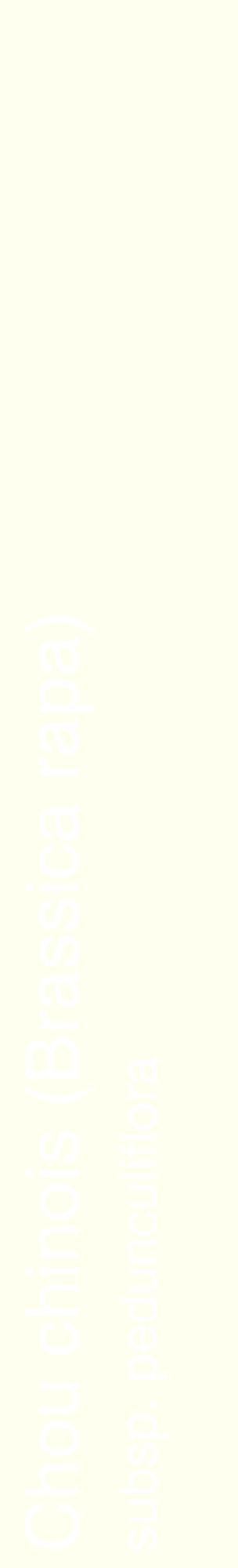 Étiquette de : Brassica rapa subsp. pedunculiflora - format c - style blanche19_basiquehel avec comestibilité